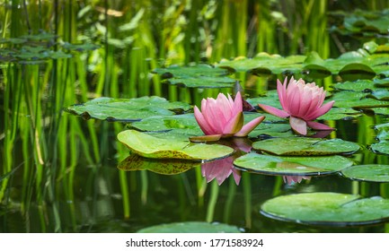 Two Big Amazing Bright Pink Water Lilies, Lotus Flowers Perry's Orange Sunset In Garden Pond. Beautiful Nympheas Reflected In Water. Flower Landscape For Nature Wallpaper