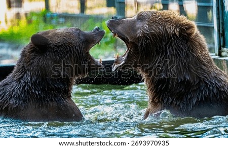 Two big brown bears are fighting in the water