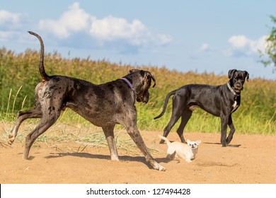 Two Big Dogs Play With Little Dog