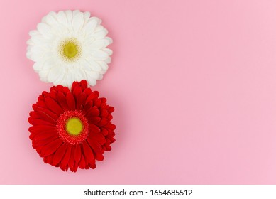 Two big gerbera flowers, white and a red one, on a pink background close up. Copy space. Women's day, 8 March, design, greeting card concept.