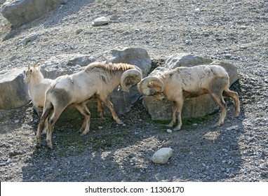 Two Big Horn Sheep Fighting Over The Female