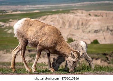 Two Big Horn Sheep, A Mother And Baby, Graze In The Badlands Of South Dakota.