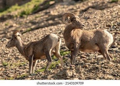 Two Big Horn Sheep Stand On Precarious Scree In Glacier National Park