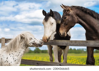 Two big horses and little appaloosa pony