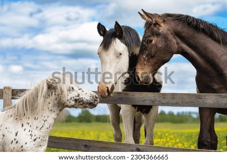 Two big horses and little appaloosa pony