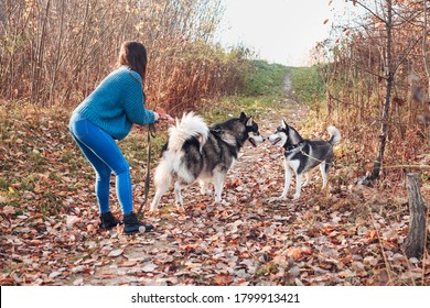 two big husky dogs on a walk get to know each other