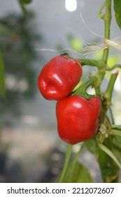 Two Big Red Hot Paprika