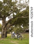 Two bikes in a park under a massive old oak tree