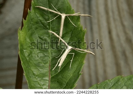 two bindweed moth on a leaf .