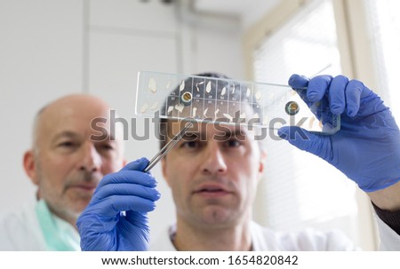 Two biologist looking at samples of pork meat on slide glass for trichinella disease