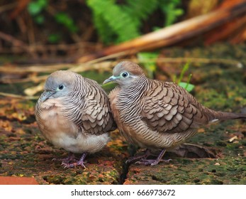 two bird