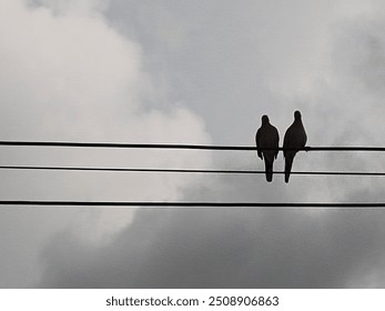 Two bird silhouettes perched on a wire - Powered by Shutterstock