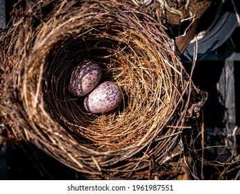 Two Bird-patterned Eggs are Placed in a The Bird's Nest on Plant Pot in The Garden