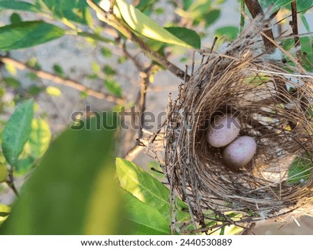 Two bird's eggs in a nest on the tree with some blurred background.