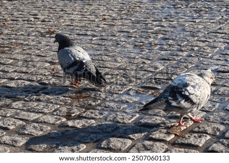 Similar – Image, Stock Photo romantic walk!!! Pigeon