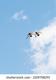 Two Birds Flying In The Cloudy Sky