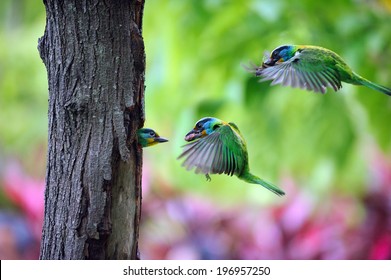 Two birds flying, one bird in a hole in a tree. - Powered by Shutterstock