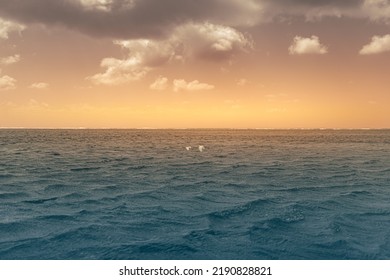 Two Birds Flying Over A Beautiful Ocean Sunset. 