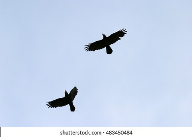 Two Birds Flying Over Blue Sky.