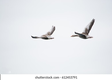 Two Birds Flying In Sync In Iceland With White Sky Background