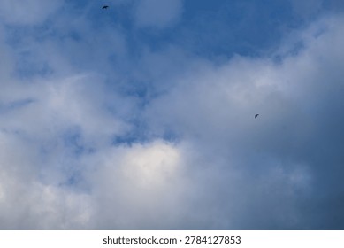 Two birds flying through dramatic blue cloudy sky with soft evening light. Minimal tropical nature scene with peaceful atmosphere and open copy space.