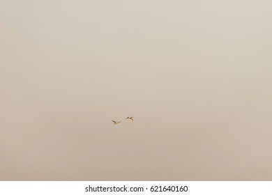 Two Birds Flying Together