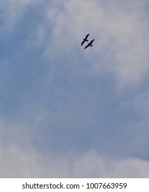 Two Birds Flying Together High In The Blue Sky