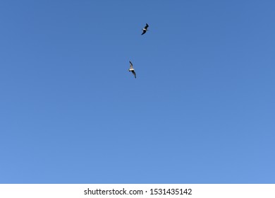 Two Birds Flying Together In The Sky