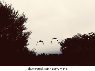 Two Birds Flying Together With Trees Silhouetted