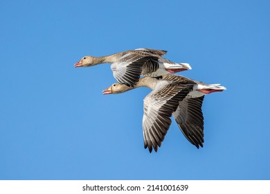 Two Birds Greylag Geese Fly 