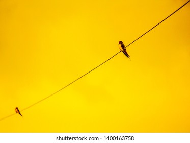 Two Birds Hanging On A Tension Cable Against Yellow Background. 