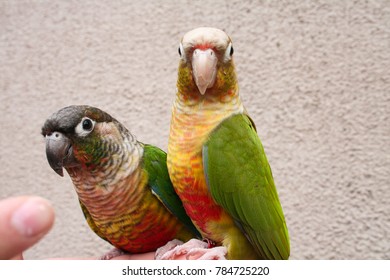 two birds looking at camera