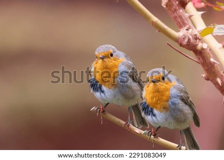 
Two birds on a branch