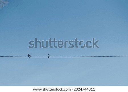 two birds on electicity cable in front of clear blue sky, clear background for copyspace            