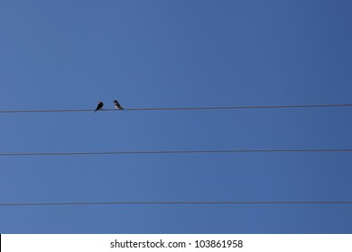 Two Birds On An Electric Wire