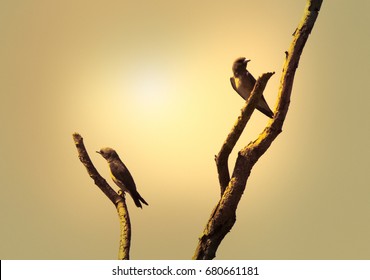 Two Birds On Tree Branch  At Sunset