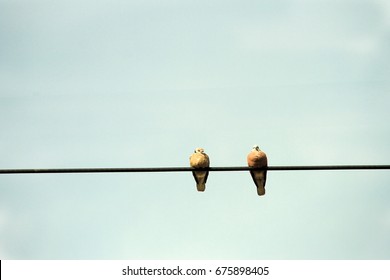 Two Birds On  Wire 