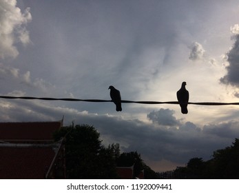 Two Birds On A Wire Or Electric Line. Family Concept With Sunset With Sun Rays