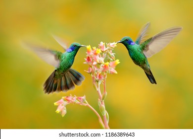 Two birds with orange flower. Hummingbirds Green Violet-ear, Colibri thalassinus, flying next to beautiful yellow flower, Savegre, Costa Rica. Action wildlife scene from nature. Animal behaviour.