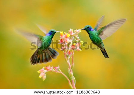 Two birds with orange flower. Hummingbirds Green Violet-ear, Colibri thalassinus, flying next to beautiful yellow flower, Savegre, Costa Rica. Action wildlife scene from nature. Animal behaviour.