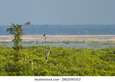 Two birds perch on sparse trees amidst a sprawling green landscape with a body of water and distant forest under a hazy sky.