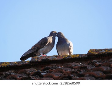 Two birds perched on a rooftop with their beaks intertwined - Powered by Shutterstock