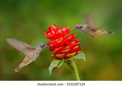 Two Birds With Red Flower Bloom. Hummingbird Brown Violet-ear, Colibri Delphinae, Birds Flying Next To Beautiful Violet Bloom, Nice Flowered Green Background.