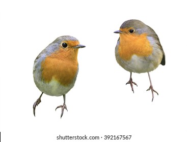 Two Birds Robins In Different Poses Isolated On A White Background