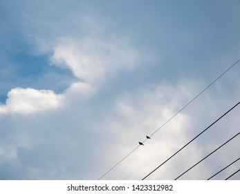 Two Birds Silhouette On The Wire