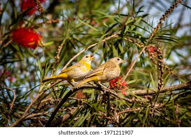 Two Birds Singing In A Tree