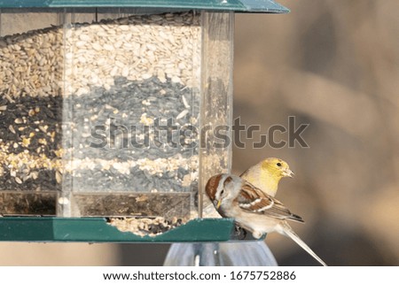 Similar – Image, Stock Photo A little sparrow sits on a bird statue