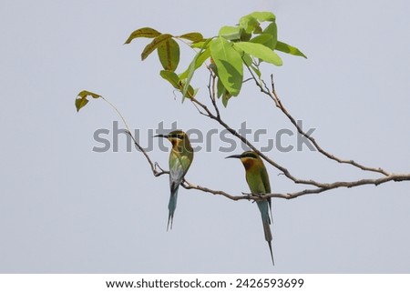 Two birds are sitting on a branch. It's like they're flirting, like lovers, love blossoms.