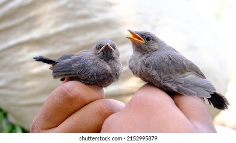 Two birds sitting on hand. birds are in the hands of a person. Little brown bird resting in a hand. two birds singing each other with their beaks. birds singing. beaks open.