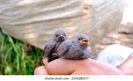 two birds sitting on hand. two birds. two sparrows. animals. nature. bird. baby birds. beaks. yellow beaks. bird try to fly. shallow depth of field. urban sparrows. sparrow. sparrow singing. wildlife